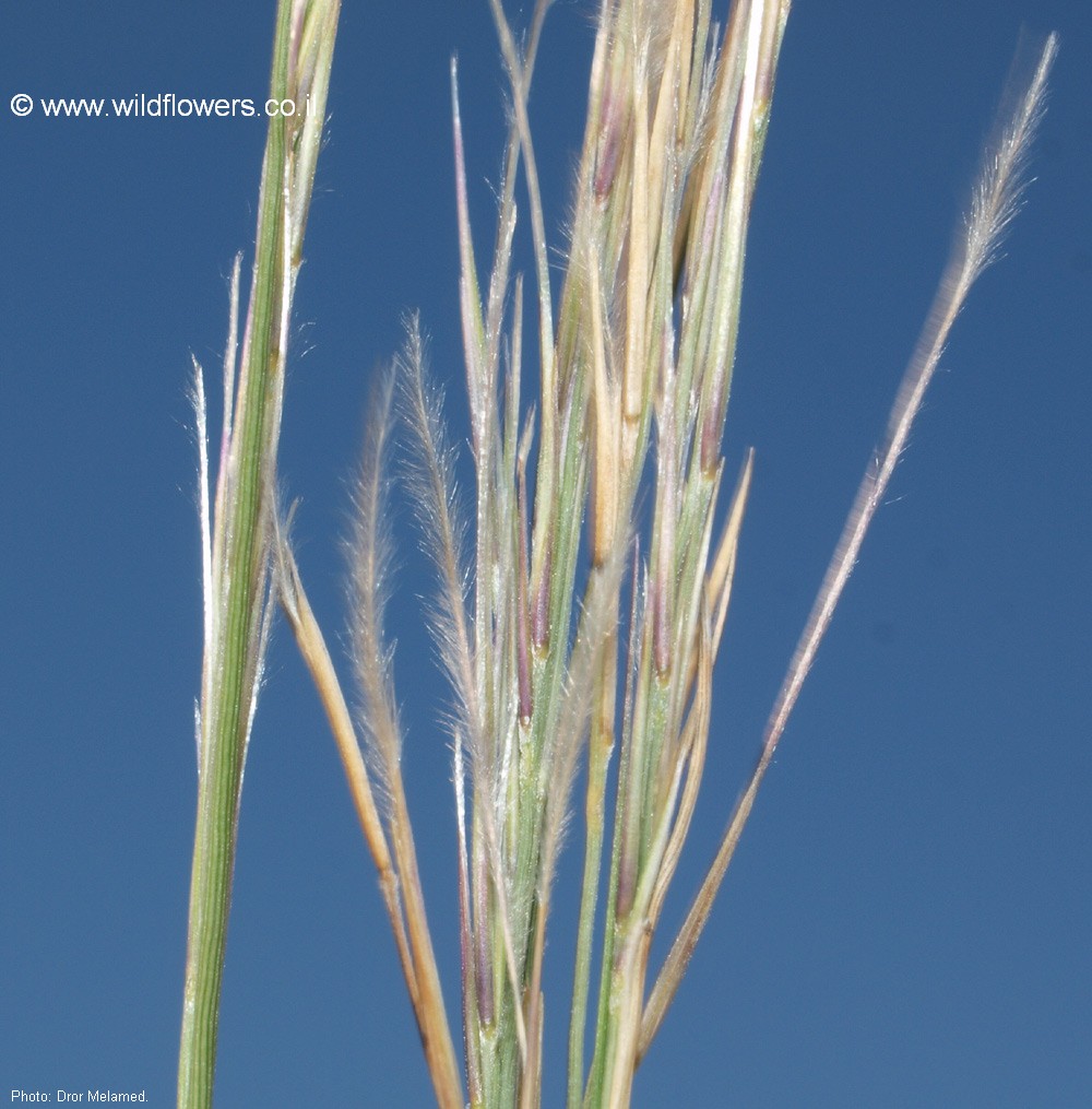 Stipagrostis lanata